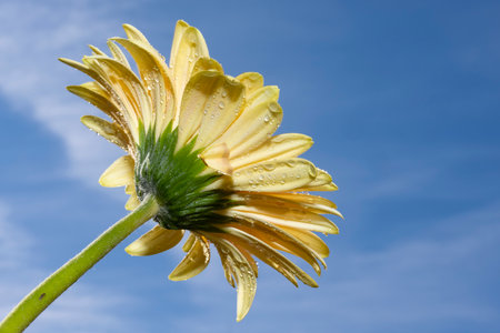 Yellow gerbera flower with water drops on blue sky background.の写真素材