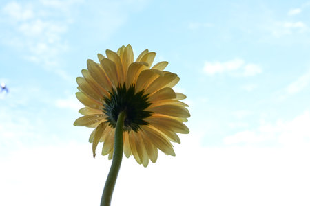 Yellow gerbera on blue sky background, closeup of photoの写真素材