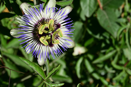 Passiflora caerulea, Passiflora caeruleaの写真素材
