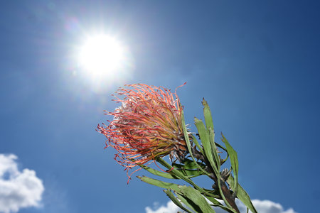 Protea flower on the background of the sun and blue skyの写真素材