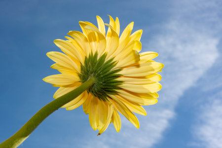 Yellow gerbera flower on blue sky background. Close up.の写真素材