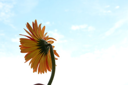 Orange gerbera flower with blue sky and white clouds in the backgroundの写真素材