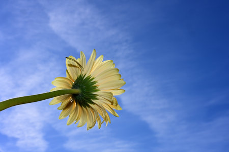 Yellow gerbera flower on blue sky background with copy space.の写真素材