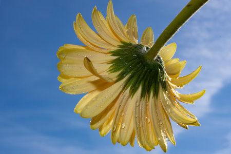 Yellow gerbera flower with water drops on blue sky background.の写真素材