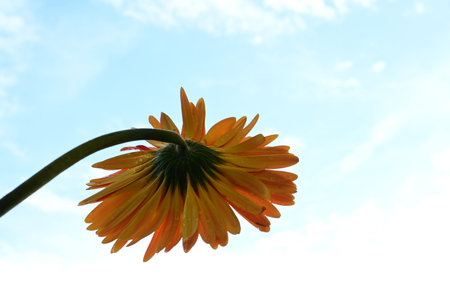 Orange gerbera flower on blue sky background, closeup of photoの写真素材