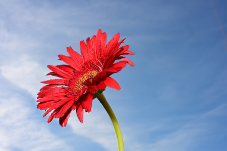 Red gerbera flower on blue sky background with copy space.の写真素材