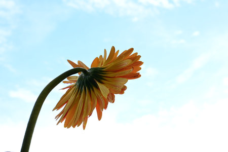 Beautiful orange gerbera flower isolated on blue sky background.の写真素材