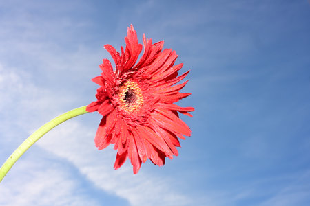 Red gerbera flower on blue sky background with copy space.の写真素材