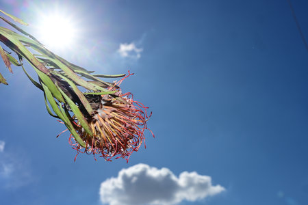 Protea flower against the blue sky with sun rays and lens flareの写真素材