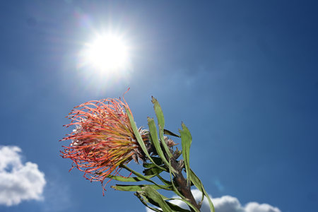 Protea flower on the background of the sun and blue skyの写真素材