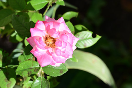 Beautiful pink rose flower in the garden on a sunny day.の写真素材