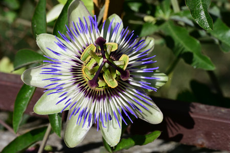 Passiflora caerulea, Passiflora caeruleaの写真素材