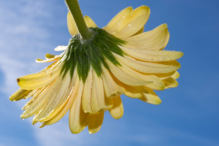 Yellow gerbera flower with drops of water on blue sky backgroundの写真素材