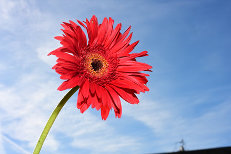 Red gerbera flower on blue sky background, shallow depth of fieldの写真素材