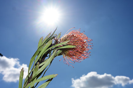 native Australian kangaroo plant with bright blue sky and sun flareの写真素材
