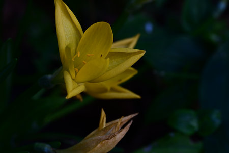 Close up of yellow crocus flower in the garden with blurred backgroundの写真素材