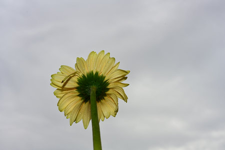 gerbera flower on cloudy sky background, closeup of photoの写真素材