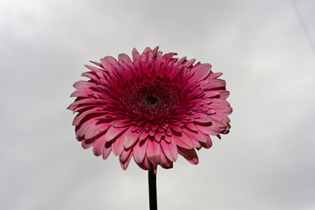 Pink gerbera flower on a background of the cloudy sky.の写真素材