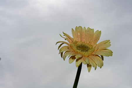 Yellow gerbera flower with drops of dew on petalsの写真素材