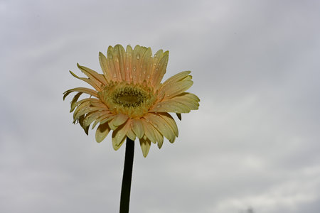 yellow gerbera flower with water drops on the petals against the skyの写真素材