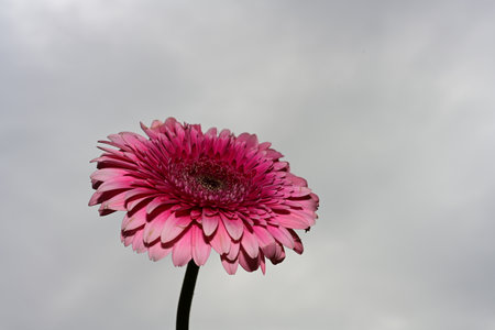 Pink gerbera flower on a background of the cloudy sky.の写真素材