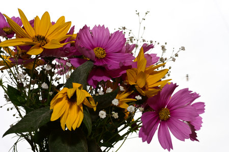 Bouquet of daisies and gerberas on a white backgroundの写真素材