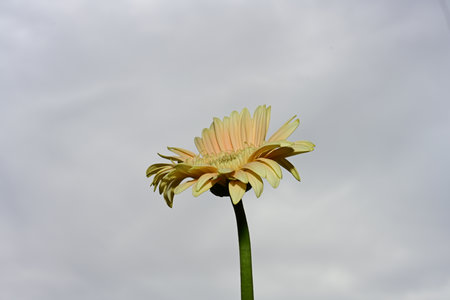 Yellow gerbera flower on a background of the cloudy sky.の写真素材