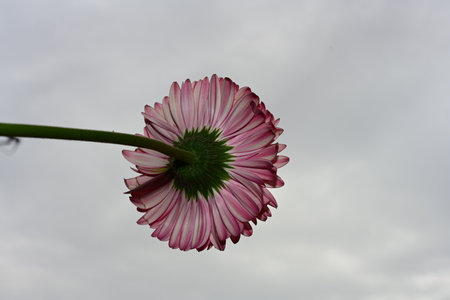 Pink gerbera flower on a background of the cloudy sky.の写真素材