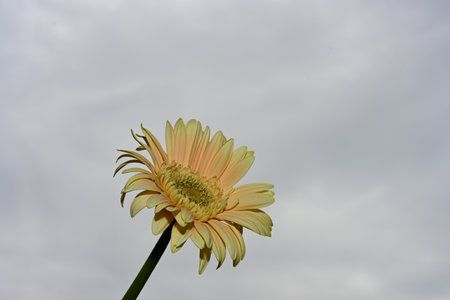 gerbera very nice colorful opened garden flower close up in the sunshineの写真素材