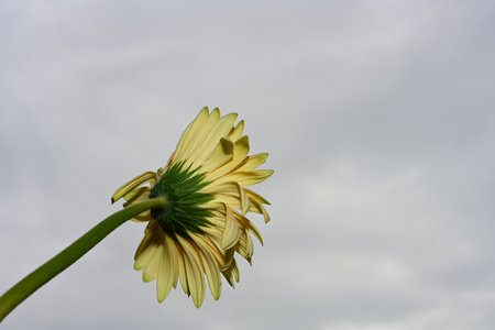gerber very nice colorful flower close up in the sunshine and cloudy skyの写真素材