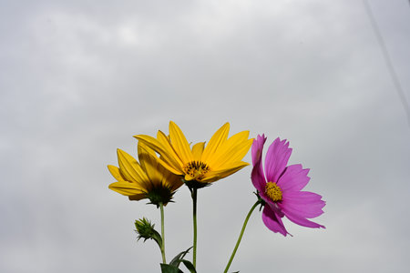 Yellow and pink cosmos flowers on blue sky background. (Cosmos Bipinnatus)の写真素材