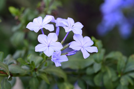 Plumbago auriculata, Cape leadwort, Plumbago auriculataの写真素材