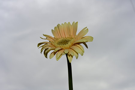 Yellow gerbera flower on the background of the cloudy sky.の写真素材