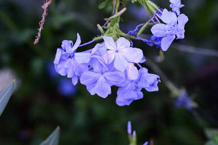 Blue flower of Plumbago auriculata in the gardenの写真素材