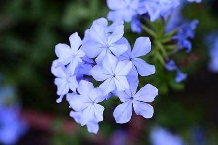 Plumbago auriculata or Cape leadwort flower in gardenの写真素材