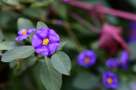 Purple flowers in the garden. Selective focus and shallow depth of field.の写真素材
