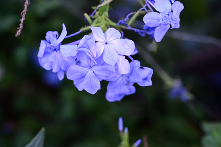 Purple flowers of Cape leadwort (Plumbago auriculata)の写真素材