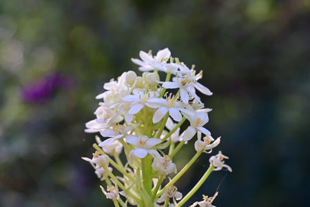 Close up of a white wild orchid flower with blurred background.の写真素材