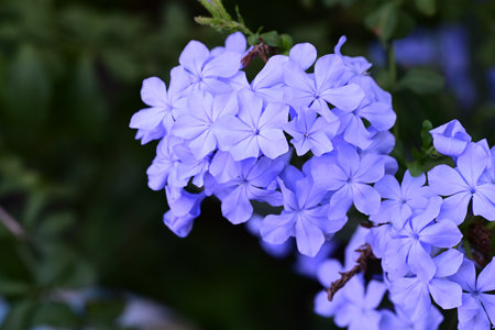 Purple flowers of Cape leadwort (Plumbago auriculata)の写真素材