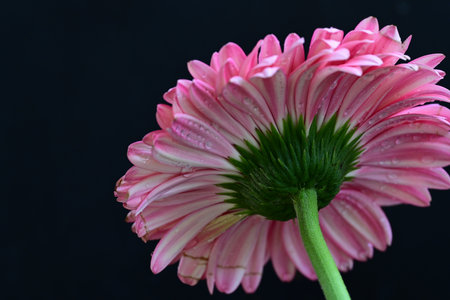 Pink gerbera flower with water drops isolated on black background.の写真素材
