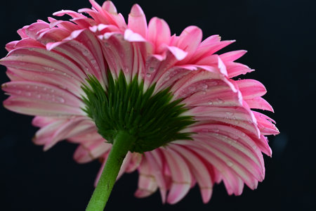 Pink gerbera flower on black background. Close-up.の写真素材