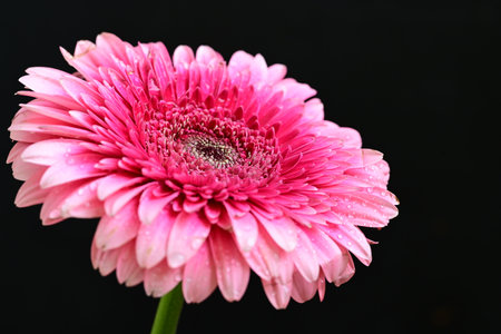 Pink gerbera flower isolated on black background, close-upの写真素材