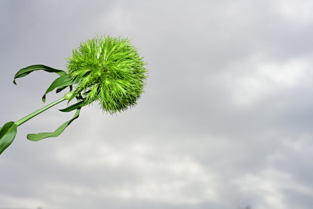 Close-up of a green flower with a cloudy sky in the backgroundの写真素材