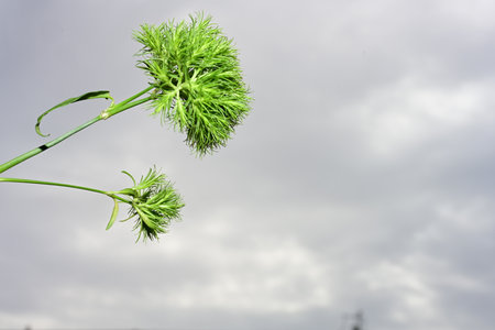 Close up of green flower with cloudy sky background and copy space.の写真素材