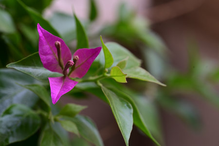 Close up of bougainvillea flower in the garden.の写真素材