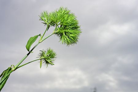 Flowering plant with green leaves on a cloudy sky background.の写真素材