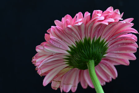 Pink gerbera flower isolated on black background. Close up.の写真素材