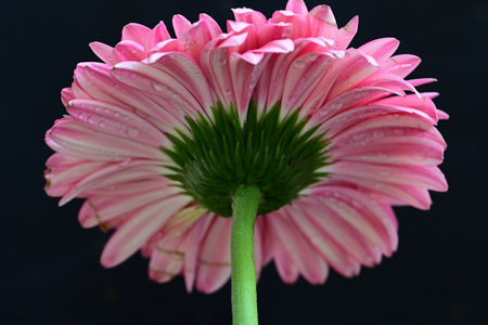Pink gerbera flower isolated on black background. Close up.の写真素材