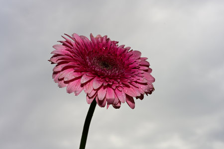 gerbera very nice colorful flower close up and rain drops on itの写真素材