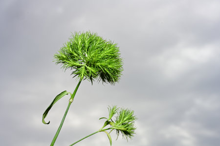 Close-up of a dandelion flower against a cloudy skyの写真素材